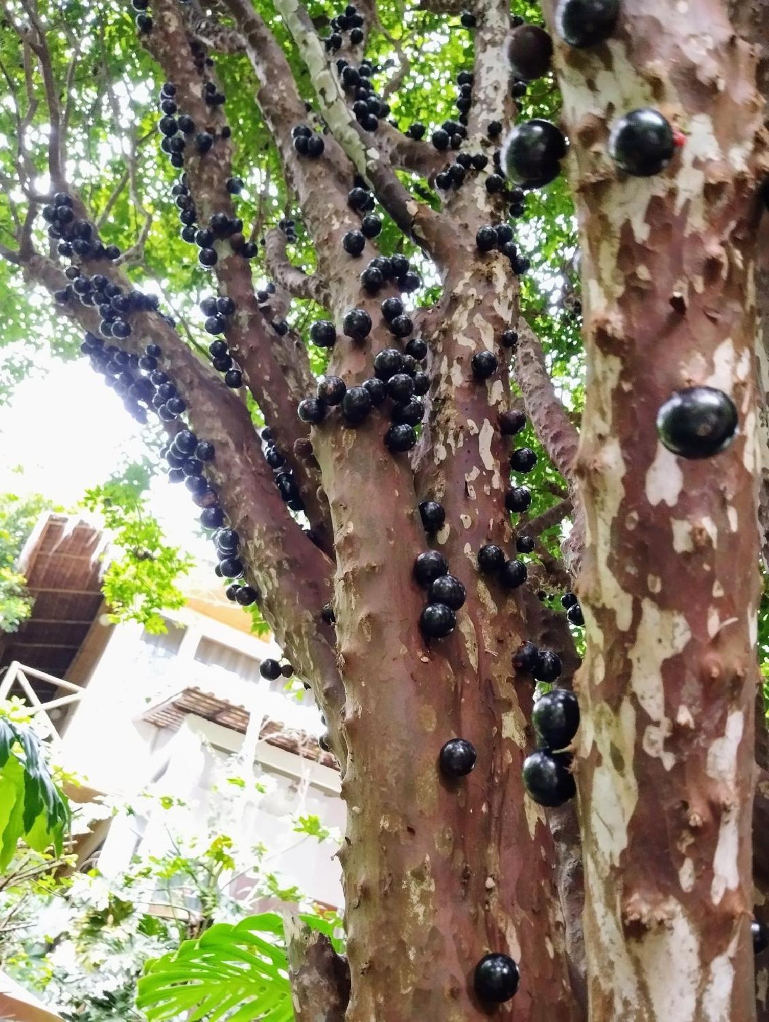 Casa Ranxoxita Hotel Itaipava Luaran gambar